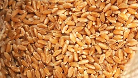Le stock mondial de blé dur tomberait à 4,1 Mt en fin de campagne 2023/24, contre 8,7 Mt sur la moyenne quinquennale